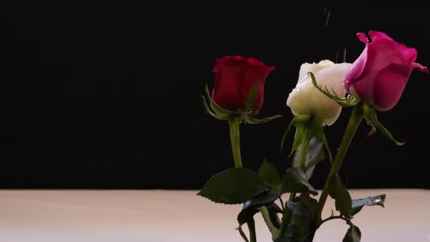 Rose Red White Pink Black Background Drops Water Light Breeze — Stockvideo