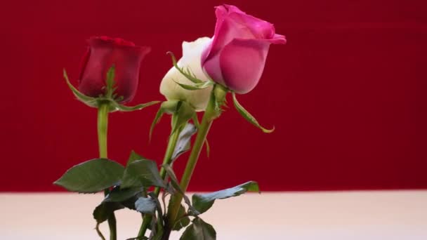 Rose Velvet Red Drops Breeze Fog Steam — Video Stock