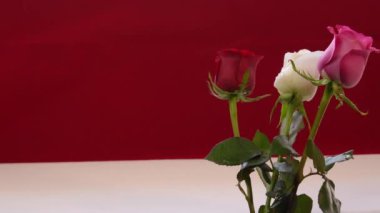 gül kadife kırmızı damlalar esinti sis ve buhar