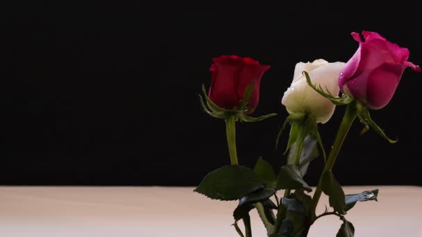 Rózsa Piros Fehér Rózsaszín Csepp Víz Könnyű Szellő Szél — Stock videók