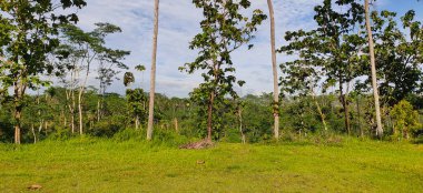 Saf beyaz bulutlu mavi gökyüzünün altında, tarlanın kenarındaki uzun hindistan cevizi ağaçlarının görüntüsü
