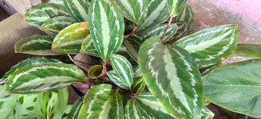 Calathea roseopicta, Brezilya 'nın kuzeybatısında bulunan bir bitki türüdür. Bahçecilik için ev bitkisi