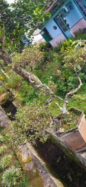 Bonsai plants for home garden collection