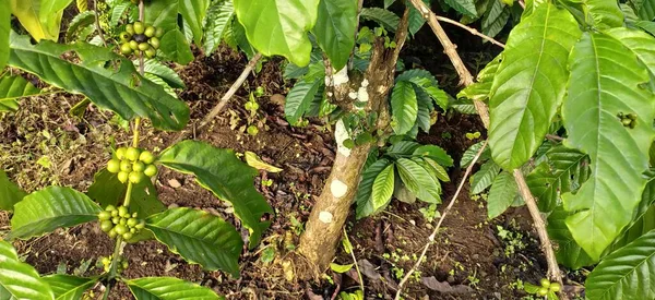 Bahçede yeşil Robusta ve Arabica kahve kirazları var. Kahve bitkileri ve kahve kirazları kalınlaşıyor.
