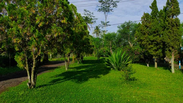 A beautiful view of green garden. Greenery for good air