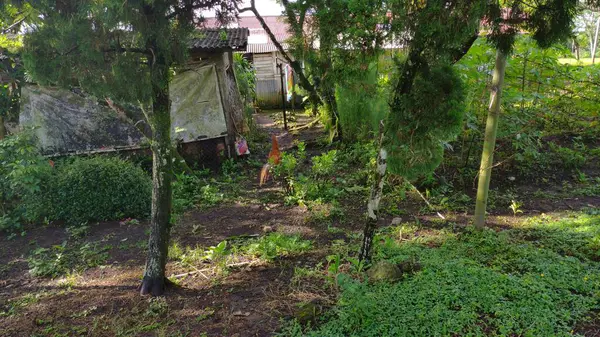 A chicken is roaming in the garden behind the house with green trees