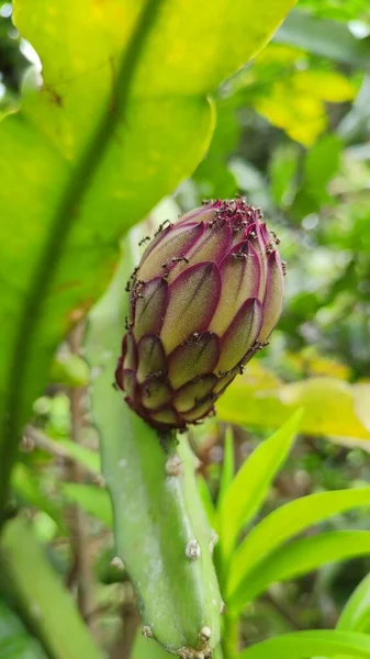 Bahçede kırmızı ejderha meyve çiçekleri, yumurtalık, bir sürü sağlık yararı olan meyvelerden biri, sağlıklı bir diyet. Pitahaya. Pitaya.