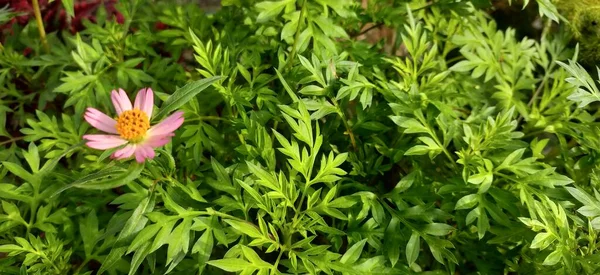 Salata kralının güzel pembe çiçeği Cosmos karnabahara Endonezya dilinde kenikir ve Malezya dillerinde ulam raja. Kenikir yaprakları sağlık için yararlıdır