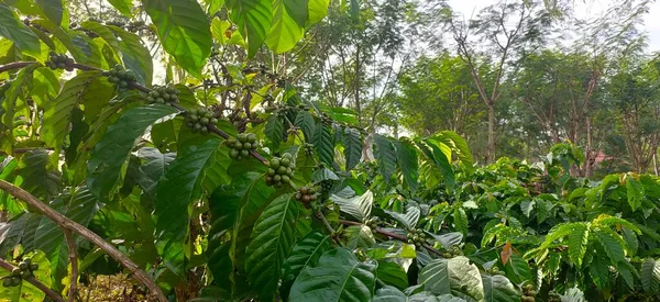 Green Robusta and Arabica coffee cherries in the garden. Coffee plants with coffee cherries that grow thickly