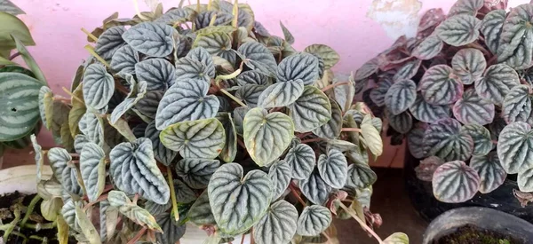 Burgonya yapraklı Peperomia Caperata bahçe dekorasyonu için gelişir.