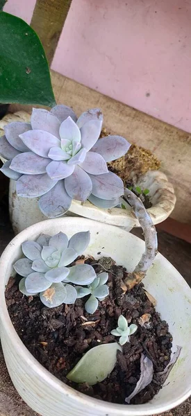 Beautiful echeveria laui for garden decoration.Succulent species. House plants. Plants in pots
