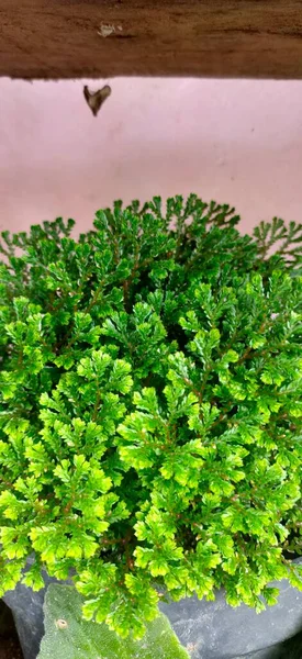 The freshness of Semenella Kraussiana. Fresh green leaves, a type of moss or fern. Tropical plant