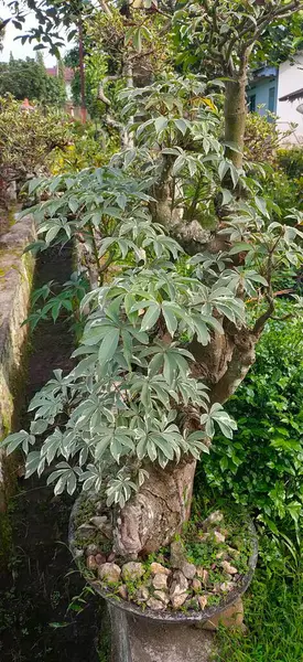 Bonsai plants for home garden collection