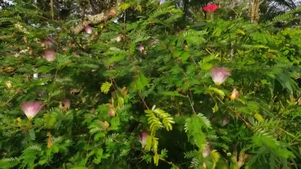 Zwarte Vlinders Vliegen Landen Calliandra Surinamensis Plant Helpen Met Bestuiven — Stockvideo