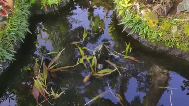 Peixe Lagoa Frente Casa Contendo Vários Tipos Peixes Ouro Com — Vídeo de Stock