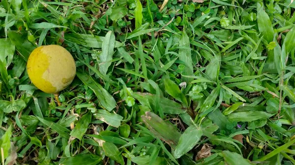 Sarı hindistan cevizi meyvesi, Endonezya 'da buah pala, yeşil çimlerin üzerine düşüyor.