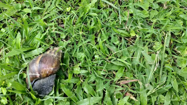 Big Snail Lying Grass — Stock Photo, Image