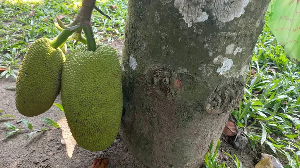 Árvore Jaca Jaca Indonésio Uma Árvore Que Frutos Doces Jaca — Fotografia de Stock