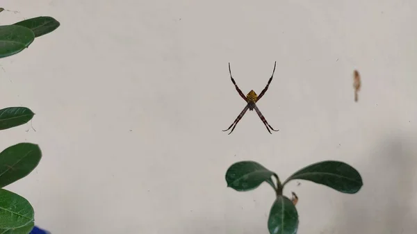 一只具有拱形图的蜘蛛挂在它的蜘蛛网上 靠在白墙的背景上 — 图库照片