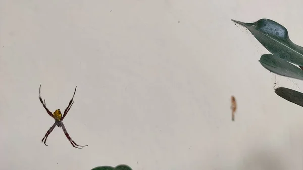 Uma Aranha Com Variedade Argiope Appensa Está Pendurada Sua Teia — Fotografia de Stock