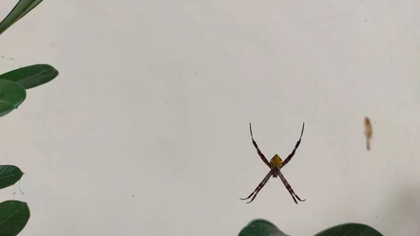 一只具有拱形图的蜘蛛挂在它的蜘蛛网上 靠在白墙的背景上 — 图库照片