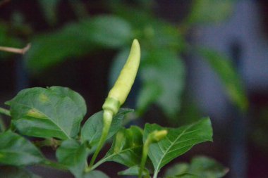 Acı biberi hala yeşil olan ve hasat edilmeye hazır olmayan bir acı biber ağacının fotoğrafı.