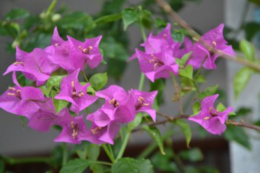 Bougenville ya da kağıt çiçekler, çeşitli renklerde süs bitkileridir. Bahçe süsü olarak.