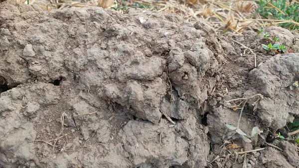 Uzun kurak mevsimin etkileri olan bir Magelang ekin tarlasında çatlamış bir toprak parçası. Bitkiler kuraklıktan ölüyor.