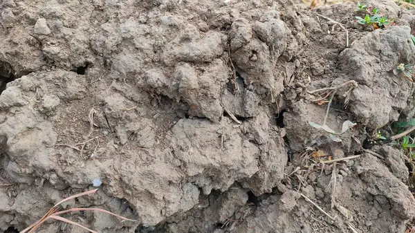 Uzun kurak mevsimin etkileri olan bir Magelang ekin tarlasında çatlamış bir toprak parçası. Bitkiler kuraklıktan ölüyor.