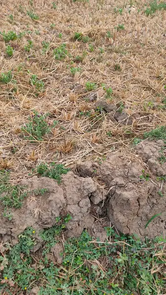 Uzun kurak mevsimin etkileri olan bir Magelang ekin tarlasında çatlamış bir toprak parçası. Bitkiler kuraklıktan ölüyor.