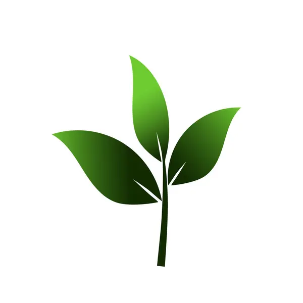 Illustration of green leaf shoots. Green leaf for logo. Logo with three leaves