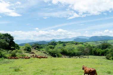 Sığır, mavi gökyüzü ve dağlarla dolu doğal manzara. Tamesis, Antioquia, Kolombiya. 