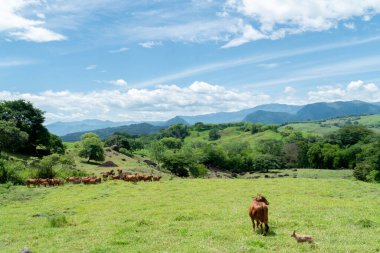 Sığır, mavi gökyüzü ve dağlarla dolu doğal manzara. Tamesis, Antioquia, Kolombiya. 