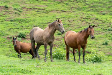 Tamesis, Antioquia, Kolombiya 'daki tarlanın ortasında güzel atlar..