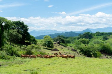 Sığır, mavi gökyüzü ve dağlarla dolu doğal manzara. Tamesis, Antioquia, Kolombiya. 