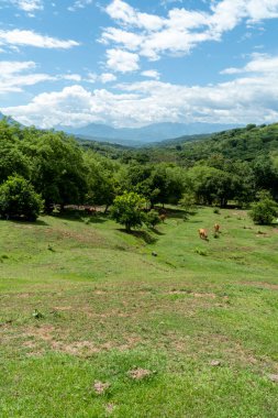 Tamesis 'teki panoramik manzara. Mavi gökyüzü ve ufukta dağ var. Kolombiya. 