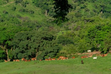 Güneşli bir günde tarlada sığırlar. Tamesis, Antioquia, Kolombiya