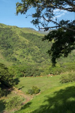 Tamesis 'teki panoramik manzara. Mavi gökyüzü ve ufukta dağ var. Kolombiya. 