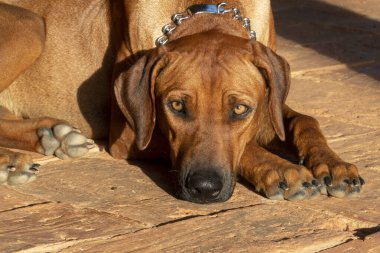 Çiftlikteki güneşin altındaki köpek portresi. Tamesis.