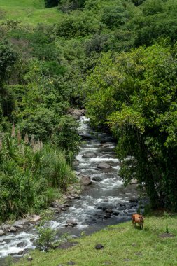 Cartama nehri ve dağlarıyla doğal manzara. Tamesis, Antioquia, Kolombiya.