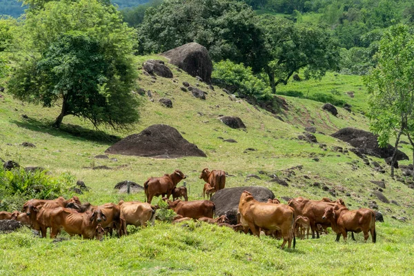Paesaggio Naturale Con Bestiame Cielo Blu Montagne Tamesis Antioquia Colombia — Foto Stock
