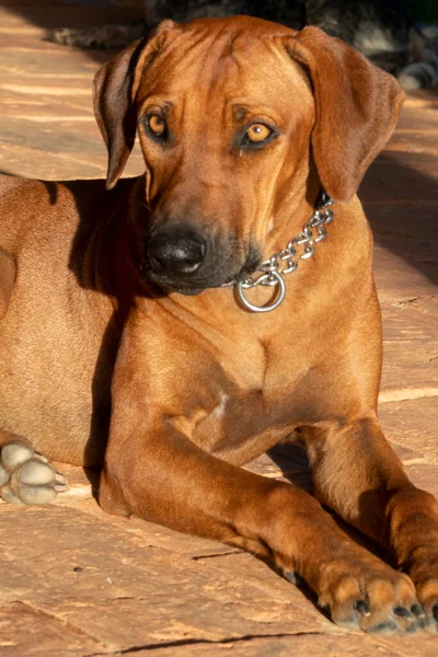 Potret Anjing Bawah Sinar Matahari Peternakan Tamesis — Stok Foto