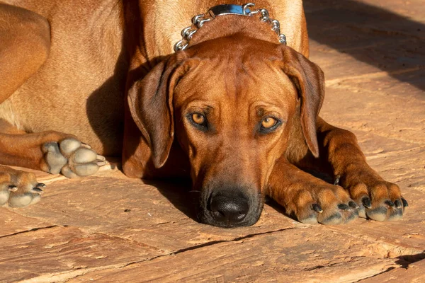 Портрет Собаки Солнце Ферме Тамес — стоковое фото