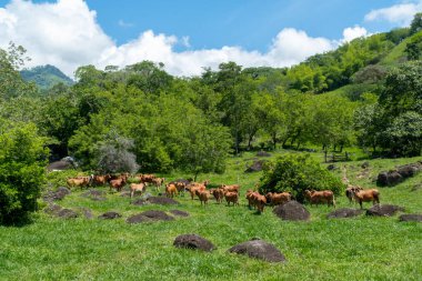 Çiftlik arazisindeki bir grup sığır. Tamesis, Antioquia, Kolombiya.