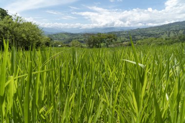 Tamesis 'teki panoramik manzara. Mavi gökyüzü ve ufukta dağ var. Kolombiya. 