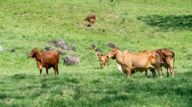Çiftlik arazisindeki bir grup sığır. Tamesis, Antioquia, Kolombiya.