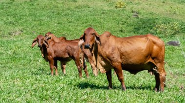 Çiftlik arazisindeki bir grup sığır. Tamesis, Antioquia, Kolombiya.