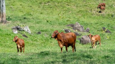 Çiftlik arazisindeki bir grup sığır. Tamesis, Antioquia, Kolombiya.