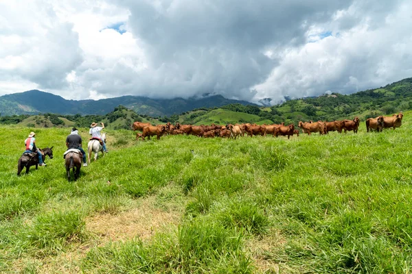 Tamesis Antioquia Colombia Junio 2020 Montar Caballo Campo Con Hermoso — Foto de Stock