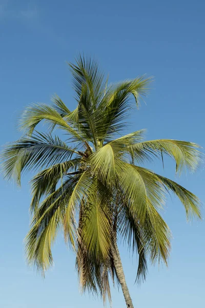 Palmeira Fundo Céu Azul Verão Colômbia — Fotografia de Stock